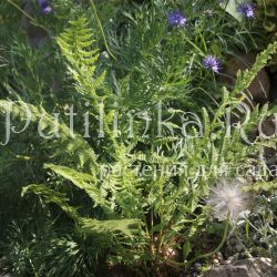 Щитовник мужской (Dryopteris filix-mas Linearis Polydactylon)