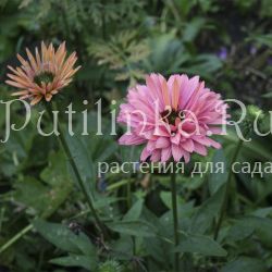 Эхинацея SunSeekers Rainbow (Echinacea SunSeekers Rainbow)