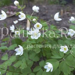 Равноплодник, Изопирум василистниковый (Isopyrum thalictroides)