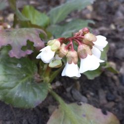 Бадан Beetchoven (Bergenia Beetchoven)