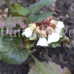 Бадан Beetchoven (Bergenia Beetchoven)