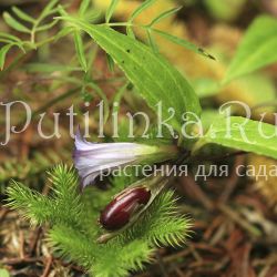 Кравфурдия японская (Crawfurdia japonica)