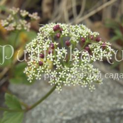 Лигустикум шотландский (Ligusticum scoticum)