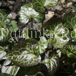 Бизия калужницелистная (Beesia calthifolia)