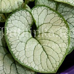 Бруннера Sea Heart (Brunnera Sea Heart)