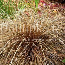 Осока власовидная Bronzita (Carex comans Bronzita)