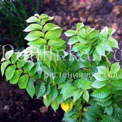 Вяз мелколистный (Ulmus pumila)