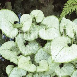 Бруннера Looking Glass (Brunnera Looking Glass)