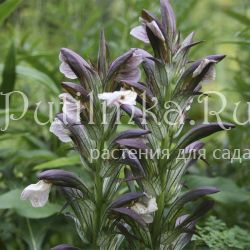 Акант длиннолистный (Acanthus longifolius)