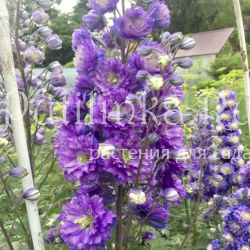 Дельфиниум новозеландский (Delphinium условное название Хамелеон)