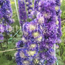 Дельфиниум шотландский Highlander Bolero (Delphinium Highlander Bolero)