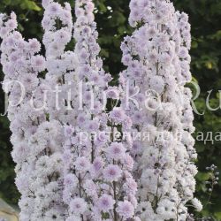 Дельфиниум Cha Cha (Delphinium Cha Cha)