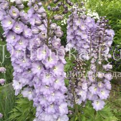 Дельфиниум лавандовый с белым глазом (Delphinium)