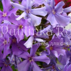 Флокс метельчатый Заповедь (Харченко Е.Д)**