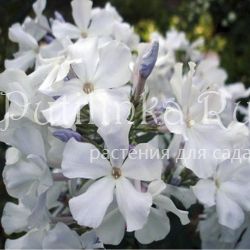 Флокс метельчатый Небеса (Репрев Ю.А.)**