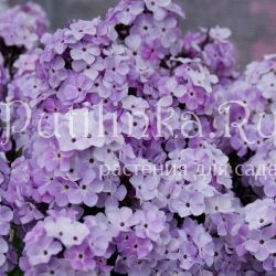 Флокс метельчатый Оптимист (Константинова Е.А.)**