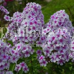 Флокс метельчатый Сильфида (Корчагин В.В., Борисова В.Г.)