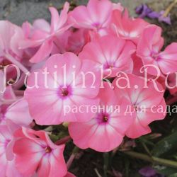 Флокс метельчатый Золотая Русь (Морозова)*