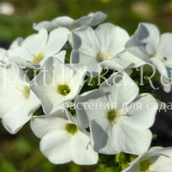 Флокс метельчатый Акселерат (Сурикова В. Я.)"