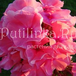 Флокс метельчатый Воздушный поцелуй (Сурикова В. Я.)"