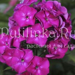 Флокс метельчатый Колдун (Сурикова В. Я.)"