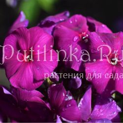 Флокс метельчатый Ночь в горах (Сурикова В. Я.)"