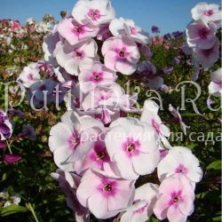 Флокс метельчатый Щедрый Подарок (Сурикова В. Я.)"