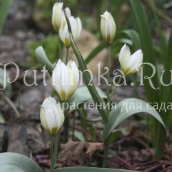 Тюльпан Многоцветковый (Tulipa polychroma)