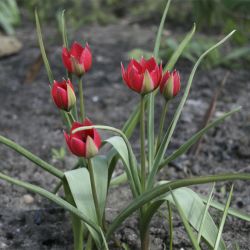 Тюльпан Persian Pearl (Tulipa Persian Pearl) 