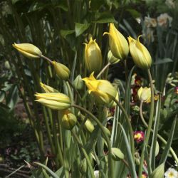 Тюльпан лесной (Tulipa sylvestris)