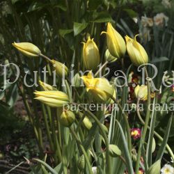 Тюльпан лесной (Tulipa sylvestris)