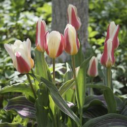 Тюльпан ботанический Heart's Delight (Tulipa Heart's Delight)