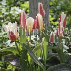 Тюльпан ботанический Heart's Delight (Tulipa Heart's Delight)