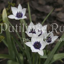 Тюльпан ботанический