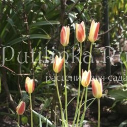 Тюльпан ботанический