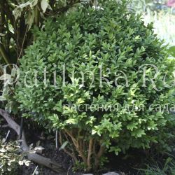 Самшит (Buxus)