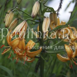 Лилия мартагон (сорт уточняется)