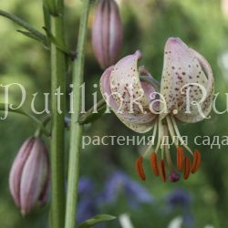 Лилия мартагон (Lilium martagon)