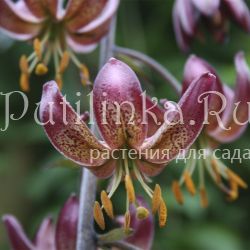 Лилия мартагон Russian Morning (Lilium martagon Russian Morning)