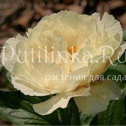 Пион Vanilla Schnapps (Paeonia Vanilla Schnapps)