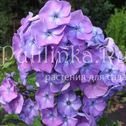 Флокс метельчатый Голубая Рапсодия (Егорова В)
