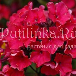 Флокс метельчатый Glut (A.Schollhammer)