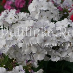 Флокс метельчатый Schneeraush (К.Foerster)