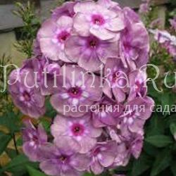 Флокс метельчатый Александр Олешко (Константинова Н.Ю.)**