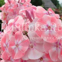 Флокс метельчатый Алиса Фрейндлих (Кудрявцева О.К.)"