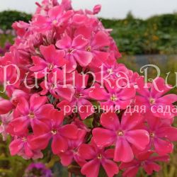 Флокс метельчатый Неон (Сурикова В. Я.)"