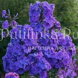 Флокс метельчатый Память Сердца (Марковский Ю.Б.)"