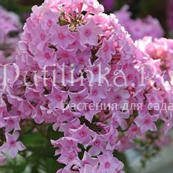 Флокс метельчатый Плюмаж (Шаповал Т.П.)**
