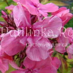 Флокс метельчатый Русский сюрприз коралловый**