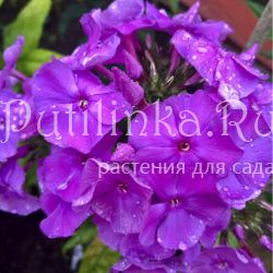 Флокс метельчатый Сиреневое чудо (Гаганов П.Г.)**